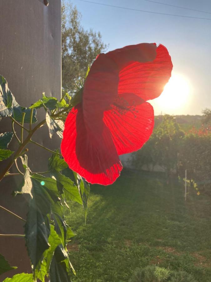 Gioia In Collina Bed and Breakfast Torrevecchia Teatina Buitenkant foto